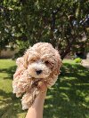 Maltipoo stenci potreba Kućni ljubimci