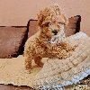 Maltipoo štenci potreba Kućni ljubimci