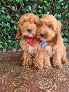 Labradoodle prelepi štenci ponuda Kućni ljubimci
