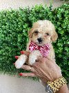 Maltipoo prelepi stenci potreba Kućni ljubimci