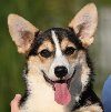 Velski korgi Welsh Corgi Pembroke potreba Kućni ljubimci Velski korgi Welsh Corgi Pembroke potreba Kućni ljubimci