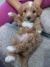 Maltipoo prelepi stenci potreba Kućni ljubimci