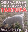 Psi za trazenje tartufa -Tartufari ponuda Kućni ljubimci