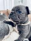 Francuski buldog ponuda Kućni ljubimci