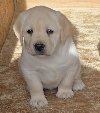 LABRADOR retriver, štenci šampionskog porekla ponuda Kućni ljubimci