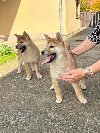 Shiba inu štenci od vrhunskih roditelja ponuda Kućni ljubimci