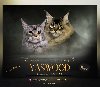 Maine Coon macici vrhunskog porekla potreba Kućni ljubimci