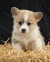 Velski korgi/Welsh Corgi Pembroke potreba Kućni ljubimci