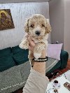 Neodoljivi Maltipoo štenci, potreba Kućni ljubimci