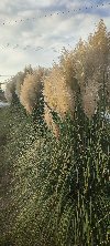 Pampas na prodaju ponuda Sve za kuću