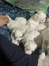 Stenci Maltezera za rodaju od sitnijih roditelja, potreba Kućni ljubimci