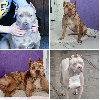 Pit bull štenci red nose lilac merle exotic ponuda Kućni ljubimci