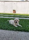 LABRADOR stenci ponuda Kućni ljubimci