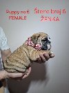 Engleski buldog ponuda Kućni ljubimci