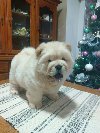 Na prodaju jedna devocica chow chow stara 50 dana, ponuda Kućni ljubimci