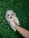 Pomeranac prelepi štenci ponuda Kućni ljubimci