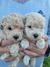 Maltipoo prelepi stenci potreba Kućni ljubimci