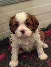Dostupni štenci Cavalier King Charles spanijela potreba Kućni ljubimci