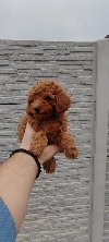 Pudle ponuda Kućni ljubimci