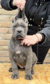 CANE CORSO štenci potreba Kućni ljubimci