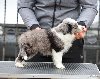 Border Collie prelepi štenci ponuda Kućni ljubimci