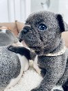 Francuski buldog ponuda Kućni ljubimci