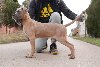 Cane Corso štenci potreba Kućni ljubimci
