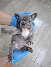 Egzoticni francuski buldog potreba Kućni ljubimci