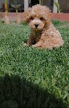 Maltipoo prelepi stenci ponuda Kućni ljubimci