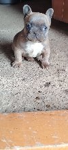 Francuski buldog muško štene ponuda Kućni ljubimci