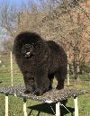 Čau Čau / Chow Chow mužjak potreba Kućni ljubimci