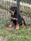 Na prodaju štenad Rottweilera vrhunskog porekla ponuda Kućni ljubimci