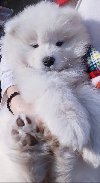 Samojed štenci potreba Kućni ljubimci