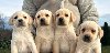Labrador retriver potreba Kućni ljubimci