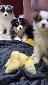 Australijski ovčar ponuda Kućni ljubimci