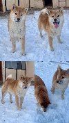 Shiba inu štenci od vrhunskih roditelja ponuda Kućni ljubimci