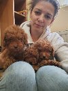 Crvene toy pudle ponuda Kućni ljubimci