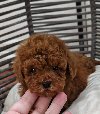 Registrovana odgajivacnica Hopy queen poodle potreba Kućni ljubimci