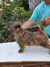 Kern terijer štenci ponuda Kućni ljubimci