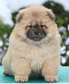 Chow Chow Cau Cau Čau Čau ponuda Kućni ljubimci
