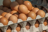 Prodajem kokosja jaja-vojvodina ponuda Poljoprivreda