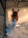 Francuski buldog, štenci ponuda Kućni ljubimci