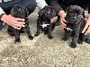 Stenci cane corso ponuda Kućni ljubimci