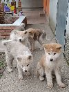 Japanska Akita štenci potreba Kućni ljubimci
