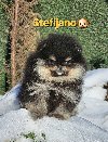 Pomeranac BOO medvedići, Pomeranski Špic potreba Kućni ljubimci