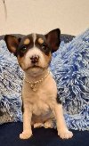 BASENJI štenci potreba Kućni ljubimci