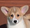 Velski korgi/Welsh Corgi Pembroke potreba Kućni ljubimci