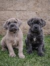 Cane Corso štenci ponuda Kućni ljubimci