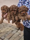 Crvene pudle toy, ponuda Kućni ljubimci