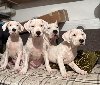 Dogo Argentino, štene potreba Kućni ljubimci
